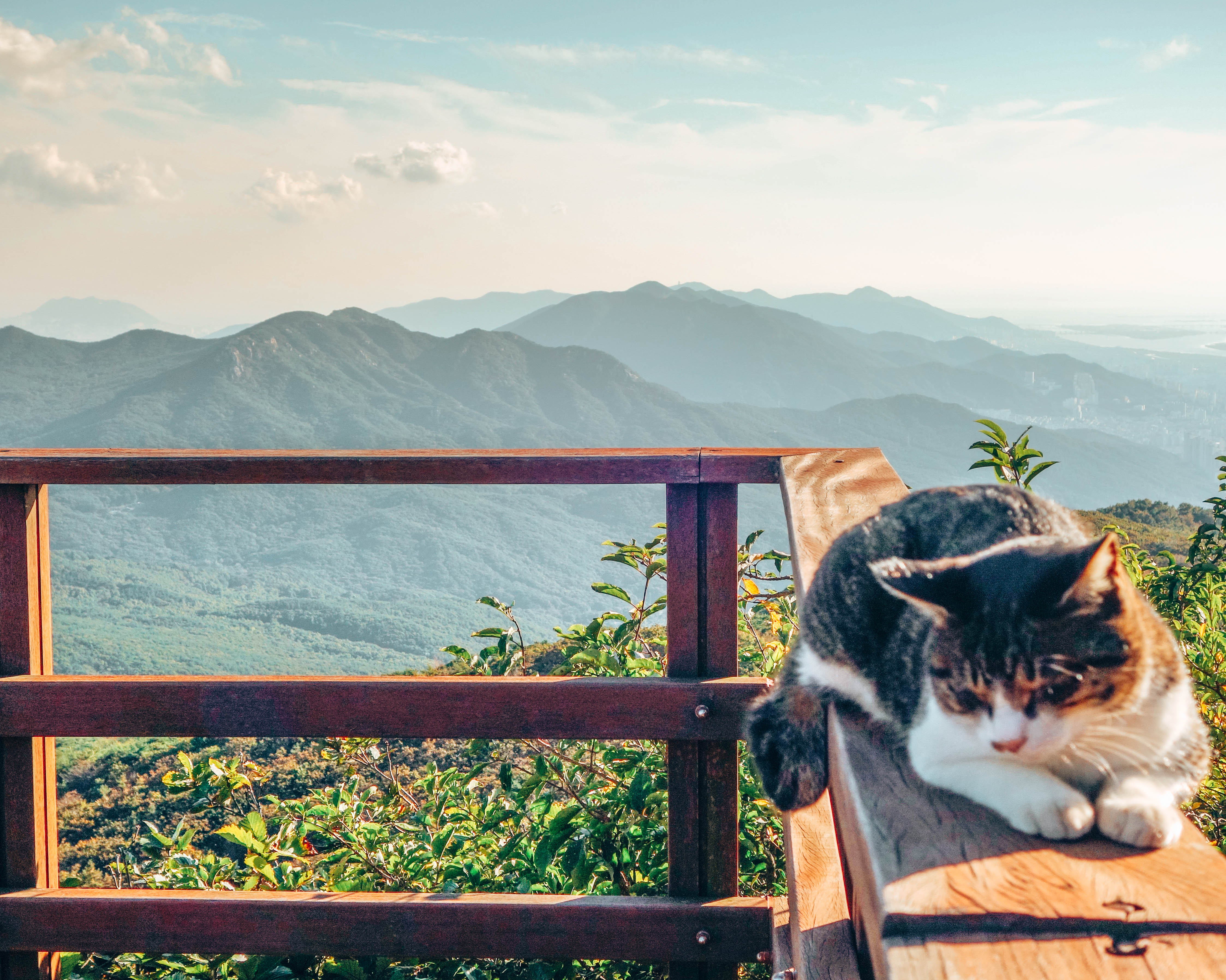 The cats and view from the top of Geumjeongsan mountain in Busan - Wediditourway.com 