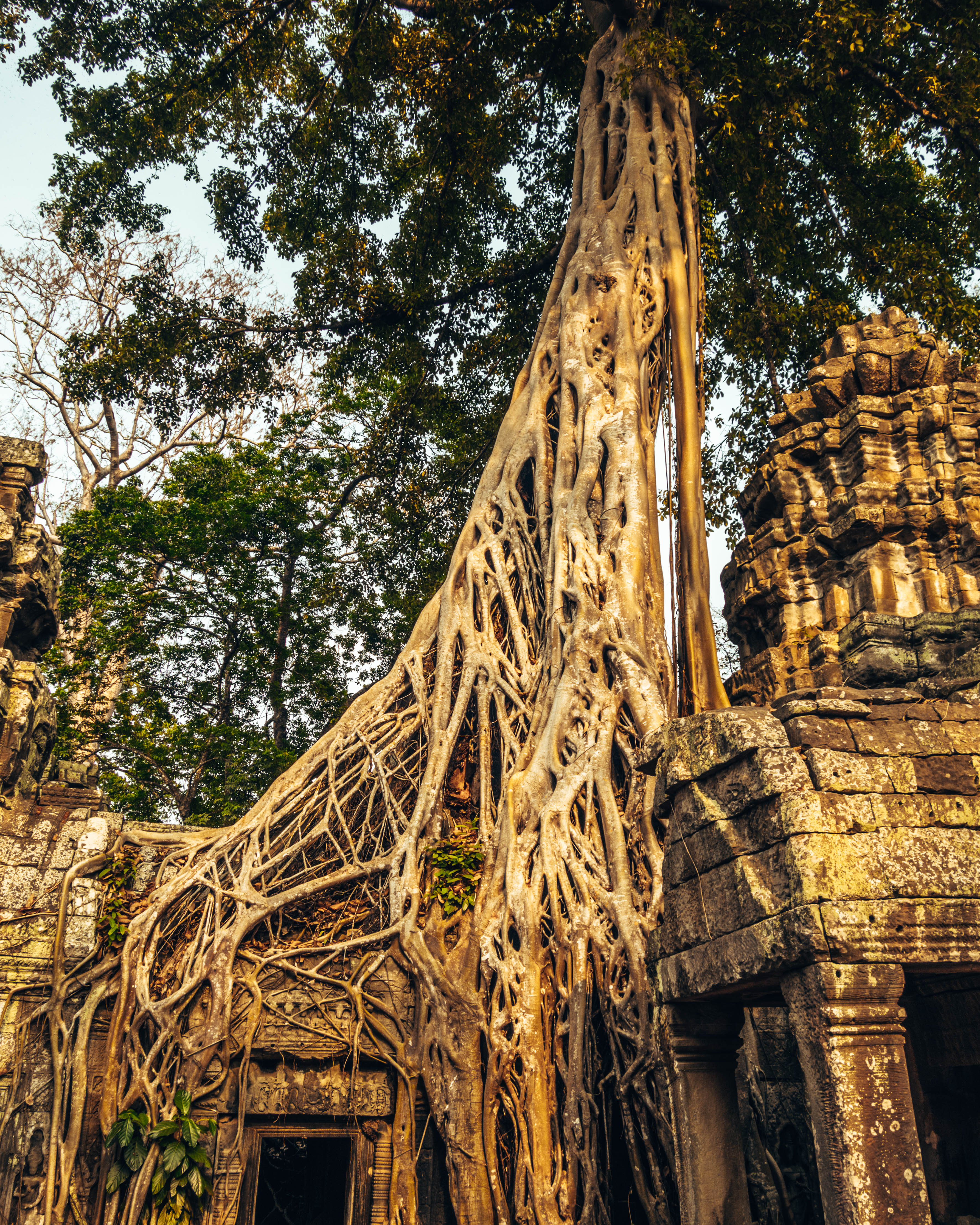 One of the many trees growing out of Ta Prohm, Angkor Wat temples - WeDiditOurWay.com