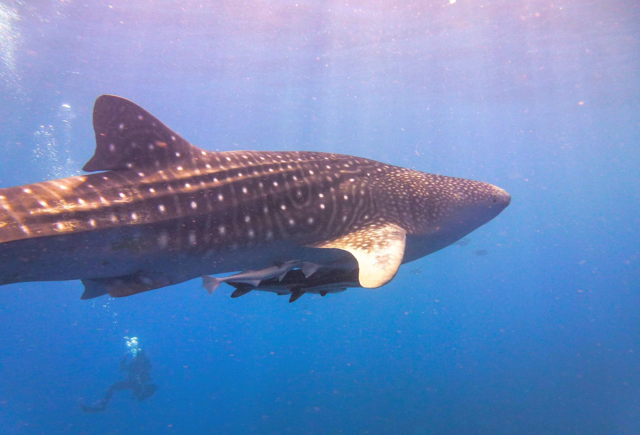 whale shark, a likely scene when scuba diving in Koh Tao, Thailand