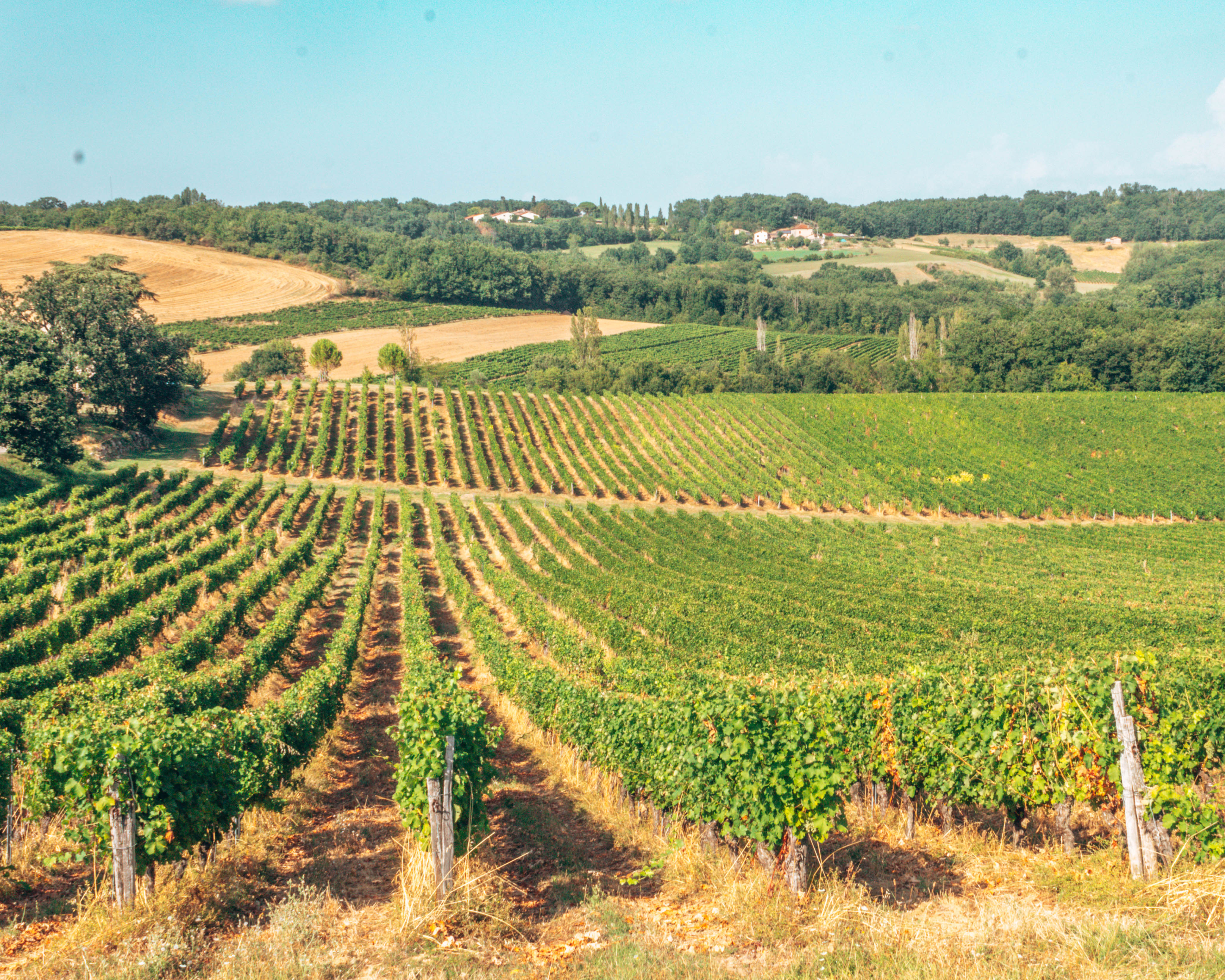 Vineyard in Gaillac France rolling hills