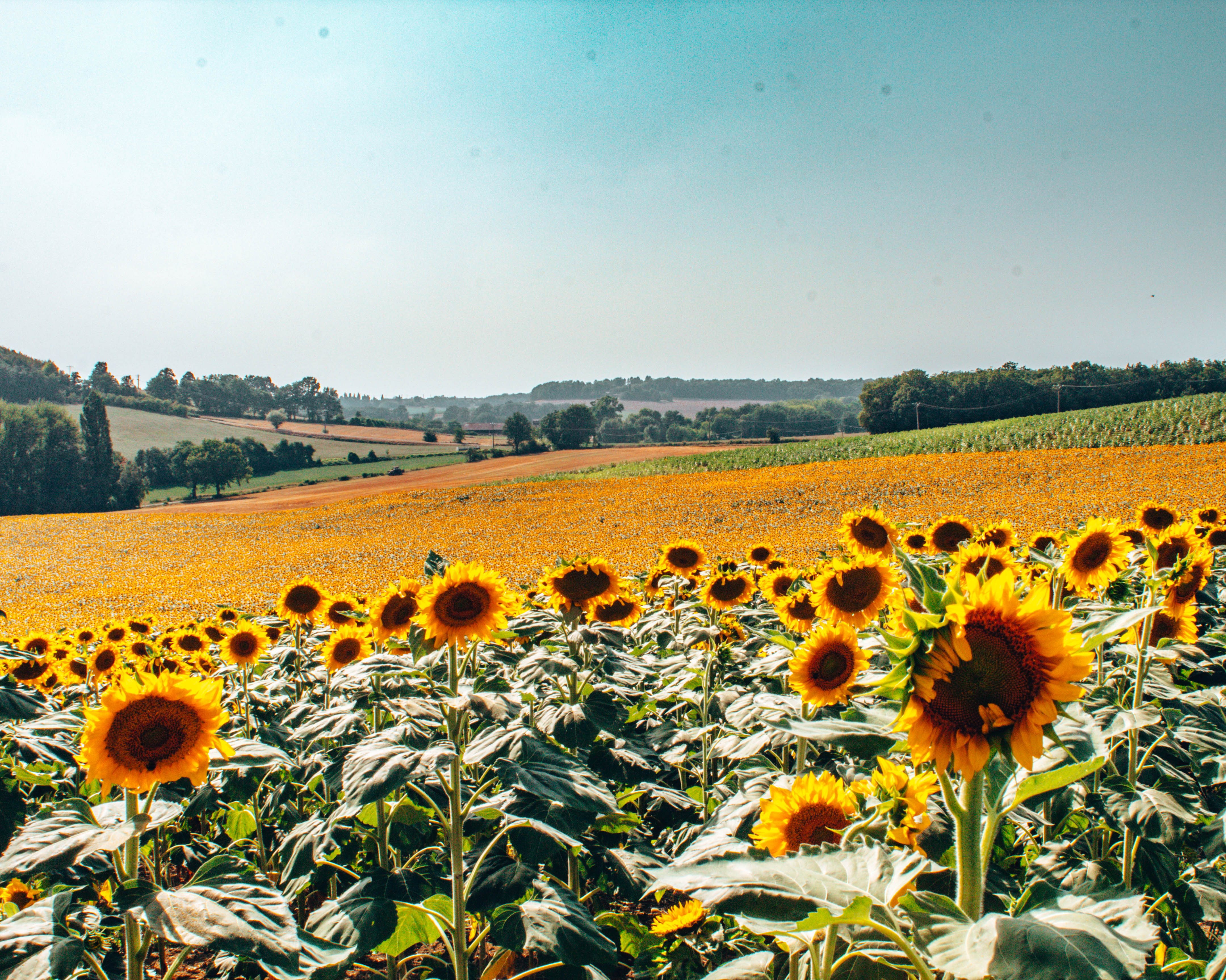 Sunflower field in Gaillac France